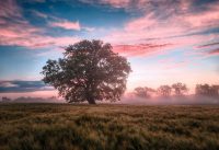 Ontdek de kracht van ECOtherapie Ontdek de kracht van ECOtherapie